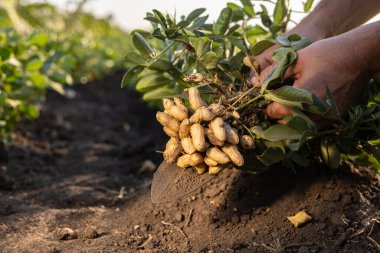 A farmer holding freshly harvested peanuts with roots in a field. The background features green peanut plants under a cloudy sky, showcasing agricultural activity. clipart