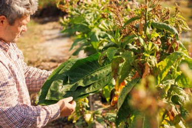 Taze tütün yaprağını arka planda tutan çiftçi, hasat, tütün ürünü kalitesi, tütün üretimi