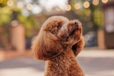 Güzel oyuncak kaniş yeşil çimlerde eğlenirken kameraya bakıyor. Açık havada güneşli bir günde çekilmiş mutlu yavru köpek portresi.