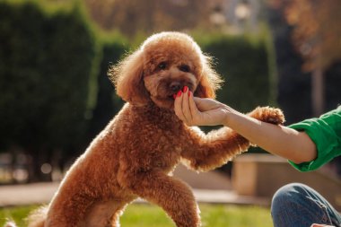 Küçük köpeğini eğiten genç bir kadın, oyuncak bir kaniş yavrusu, açık havada, parkta. Köpek gezdirme, hayvan bakımı