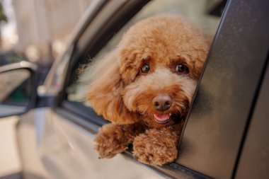 Mil mutlu kahverengi köpek oyuncağı kaniş arabanın camından dışarı bakar ve gezer, evcil hayvanla gezer