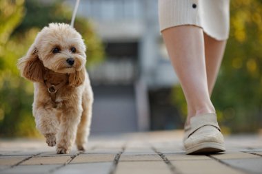 Küçük kahverengi bir kaniş köpeği yolda bir insanın yanında yürür. Köpeğin açık kahverengi kürkü ve bir tasması var. Köpek gezdirme