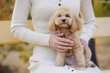 Parktaki bej elbiselerle kızın kucağında oturan, evcil hayvanları seven, köpek gezdiren sevimli bir kaniş köpeği.
