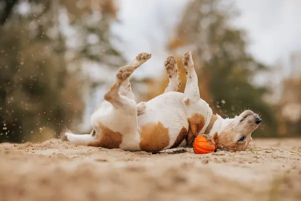 Yerde yuvarlanan neşeli bir köpek yanında küçük bir turuncu balkabağı ile, arka planda bulanık ağaçlarla açık bir ortamda.