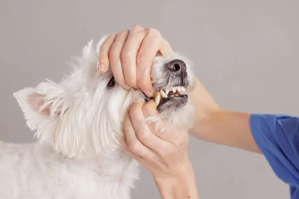 Beyaz bir arka planda West Highland White Terrier 'ın oral sağlığını inceleyen kadın veteriner. Köpeğin sahibi kontrole dört bacaklı arkadaşını getiriyor.