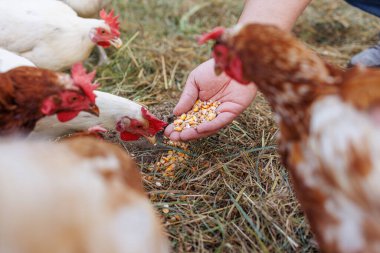 Bir adam çiftlikte tavuk besliyor. El buğdayı tutuyor ve birkaç tavuk çiftçinin elinden yiyecek gagalıyor. Manzara canlı ve çiftlik hayatını gösteriyor..