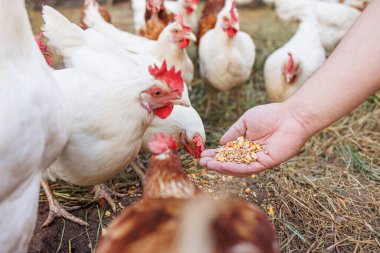 Bir adam çiftlikte tavuk besliyor. El buğdayı tutuyor ve birkaç tavuk çiftçinin elinden yiyecek gagalıyor. Manzara canlı ve çiftlik hayatını gösteriyor..