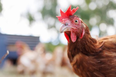 Arka planda ağaçların arasından süzülen güneş ışığıyla bir çiftlikteki kahverengi tavuğun yakın çekimi. Bulanık arka planda diğer tavuklar görülür ve saman balyaları etrafa saçılır..