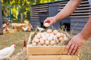 Tavuk çiftliğinde taze yumurta koleksiyonu, ahşap kutuda yumurta toplayan çiftçi kümes hayvanları evinin arka planında, tavuk yumurtası üretimi konsepti.