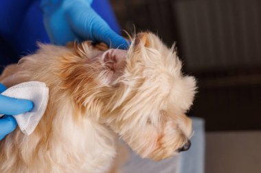 Veteriner doktor köpeğin kulağını siliyor, hayvan hastalıklarını tedavi ediyor.