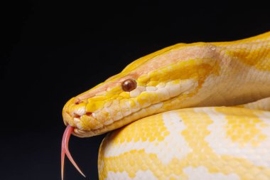 Dili siyah arkaplanda asılı olan altın sarısı pitona yakın durun. ağaç yılanı