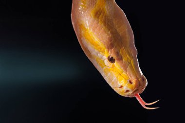 Sarı bir pitonun, parlak renkli pullarını gösteren siyah bir arka plana yakın plan, Ağaç Yılanı