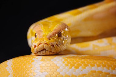 Close up of golden yellow python with tongue hanging out on black background. tree snake clipart