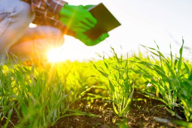 Elinde dijital tabletle dişi tarımcı sahada çekimleri kontrol ediyor. Modern bir tablet kullanan dişi bir çiftçi ürünlerinin büyümesini kontrol eder. Tarım kavramı.