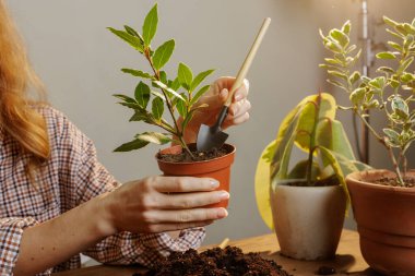 Bir adam küçük bir kürekle küçük bir bitkiyi çömleğe nakleder. ev bitkisi yaprağı