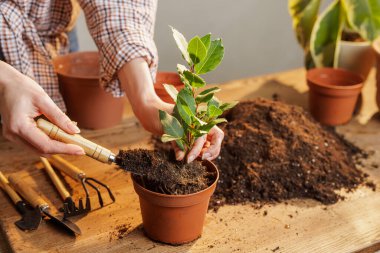 Kız ev bitkileriyle ilgileniyor, defne yapraklarını yeniden dikiyor.,