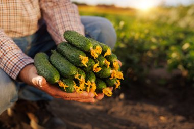 Gün batımında tarlada elinde sarı çiçeklerle salatalık tutan bir adam. Tarım ve hasat kavramı.