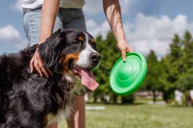 Bir evcil hayvan sahibi güneşli bir günde yeşil bir uçan disk kullanarak köpekleriyle kovalamaca oynar ve dışarıda eğlenir.