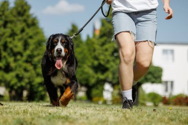 Bernese Dağ Köpeği sahibi ile birlikte çimlerde koşar, köpek eğitimine gider.