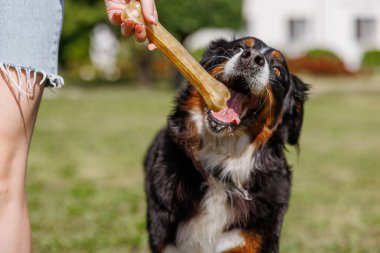 Bir köpek açık mavi gökyüzünün altında mutlu bir şekilde kemiğini kemiriyor, açık havanın ve etkileşimin tadını çıkarıyor.