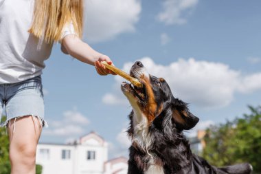 Bir köpek açık mavi gökyüzünün altında mutlu bir şekilde kemiğini kemiriyor, açık havanın ve etkileşimin tadını çıkarıyor.