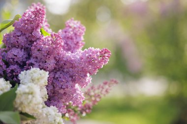 Çiçek açmış leylak bir buketin yakın çekimi, ılık güneş ışığıyla yıkanmış, yumuşak odaklı yeşil bahçe arka planı, baharı, romantizmi ve doğal güzelliği çağrıştırıyor.