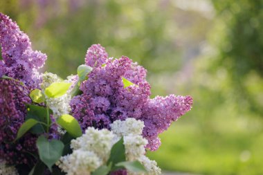 Bulanık yeşil bahçeli, güneş ışığında açan leylak çiçekleri. Taze bahar çiçekleri, doğa ve mevsimlik güzellik..