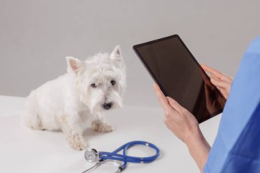 Modern bir veteriner kliniğinde tatlı beyaz bir köpek muayene masasında beklerken veteriner dijital hayvan kontrolü için tablet kullanıyor.