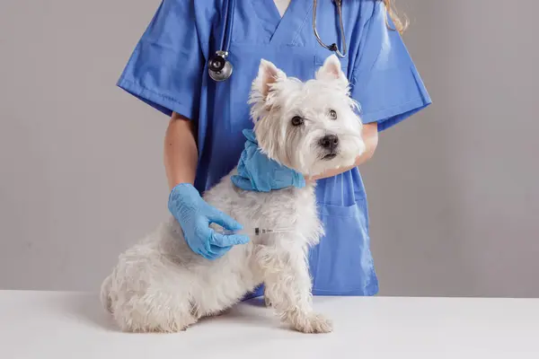 Mavi önlüklü veteriner bir klinikte West Highland White Terrier köpeğine aşı yapıyor. Hayvan sağlığı ve aşı konsepti.