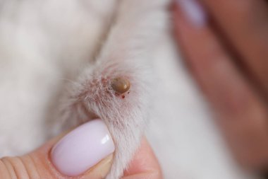 Hayvan kürkünün tıkanmış kenesi, parazit istilasını ve veterinerlik endişesini vurguluyor..