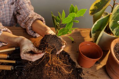 Tahta bir masa üzerinde toprak nakli için hazırlanan, çıplak kökleri olan bir bitkiyi tutan eller, bahçe aletleri ve sıcak güneş ışığında çömlekler ile.