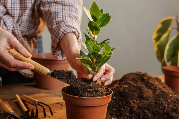 woman planting a small tree in a pot, enjoying gardening, holding a mini shovel, home gardening, eco-friendly lifestyle, sunlight glow.