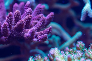 Canlı mor bir mercanın makro görüntüsü. Dallanan karmaşık bir yapısı var. Mavi ışığın altında aydınlatılmış..