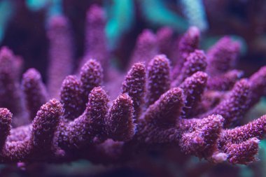 Canlı mor bir mercanın makro görüntüsü. Dallanan karmaşık bir yapısı var. Mavi ışığın altında aydınlatılmış..