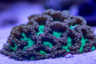 Su altı makro çekiminde mavi ışık altında parlayan floresan bir mercanın canlı yakın çekimi karmaşık dokular ve biyolüminesans renkleri sergiliyor.