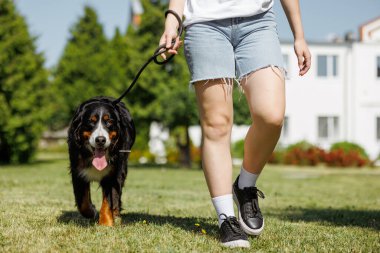 Bernese Dağ Köpeği sahibi ile birlikte çimlerde koşar, köpek eğitimine gider.