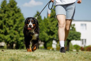 Güneşli bir günde parkta tasmalı mutlu bir Bernese Dağ Köpeği 'ni gezdiren genç bir kadın açık hava egzersizinden ve temiz havadan hoşlanıyor..