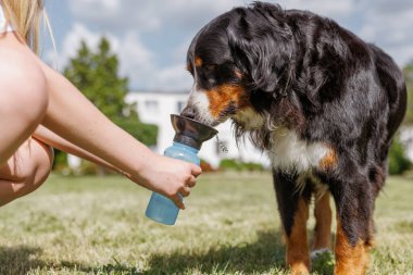 Güneşli bir günde, Bernese Dağ Köpeği 'ne mavi bardaktan su döken bir adam.