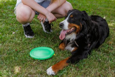 Bir evcil hayvan sahibi güneşli bir günde yeşil bir uçan disk kullanarak köpekleriyle kovalamaca oynar ve dışarıda eğlenir.