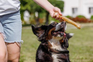 Güneşli bir günde sahibinin açık havada tuttuğu kemik muamelesi için heyecanla atlayan köpek.