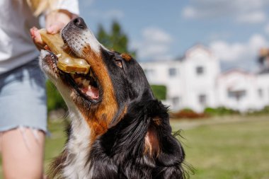 Güneşli bir günde sahibinin açık havada tuttuğu kemik muamelesi için heyecanla atlayan köpek.