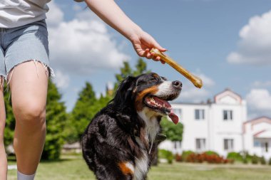 Güneşli bir günde sahibinin açık havada tuttuğu kemik muamelesi için heyecanla atlayan köpek.