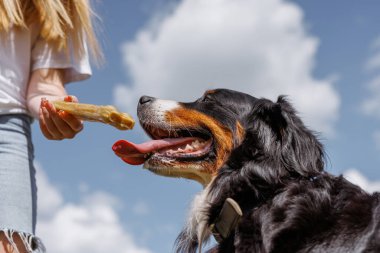 Güneşli bir günde sahibinin açık havada tuttuğu kemik muamelesi için heyecanla atlayan köpek.