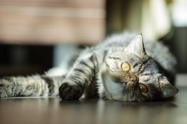 Tatlı, altın gözlü tekir kedi yumuşak güneş ışığında yerde uzanıyor, sakin ve meraklı bir ifadeyle baş aşağı bakıyor..