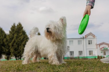 Oyuncu West Highland White Terrier köpeği çimlerin üzerinde duruyor, sahibinin elindeki yeşil frizbiye odaklanmış, banliyö evinin yakınındaki açık havada yakalamaca oynamaya hazır.