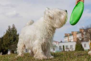 Batı Highland Beyaz Teriyeri, bulutlu bir günde bahçede yeşil bir frizbiyle oynamak için sabırsızlıkla bekliyor..
