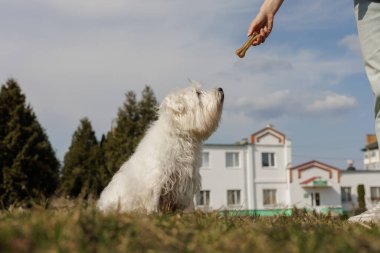 Beyaz tüylü köpek, bulutlu bir gökyüzüne karşı insan eliyle tutulan kemik şeklindeki bir ziyafete heyecanlı bir şekilde bakıyor.