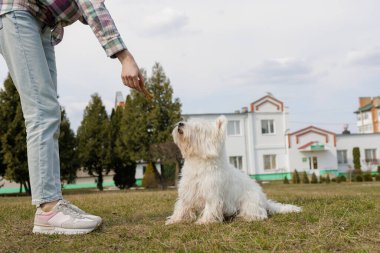 Beyaz tüylü köpek, bulutlu bir gökyüzüne karşı insan eliyle tutulan kemik şeklindeki bir ziyafete heyecanlı bir şekilde bakıyor.
