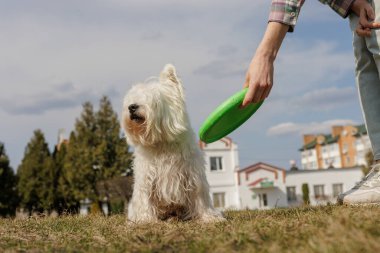 Batı Highland Beyaz Teriyeri, bulutlu bir günde bahçede yeşil bir frizbiyle oynamak için sabırsızlıkla bekliyor..