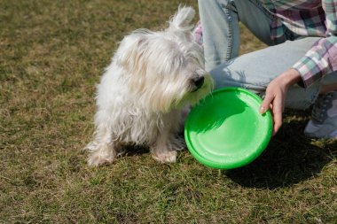 Oyuncu West Highland White Terrier köpeği çimlerin üzerinde duruyor, sahibinin elindeki yeşil frizbiye odaklanmış, banliyö evinin yakınındaki açık havada yakalamaca oynamaya hazır.